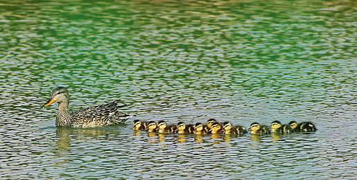 任天堂推出《塞尔达传说：王国之泪》500页官方攻略本